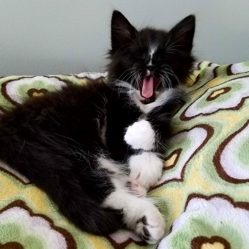 Meet your Posher, Ella